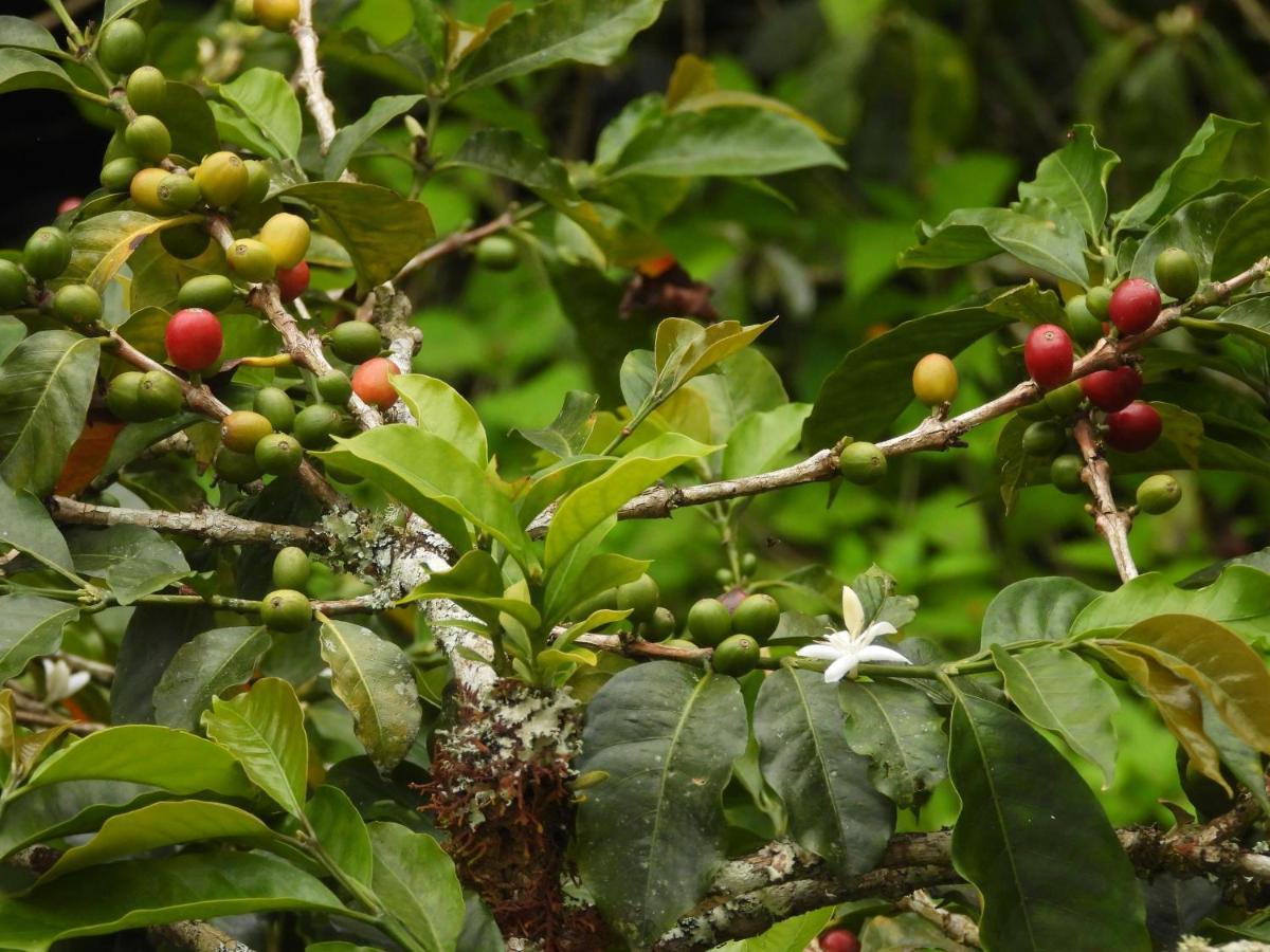 Finca Tradicional El Otono Pijao Buitenkant foto